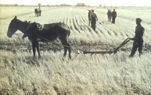 Mule